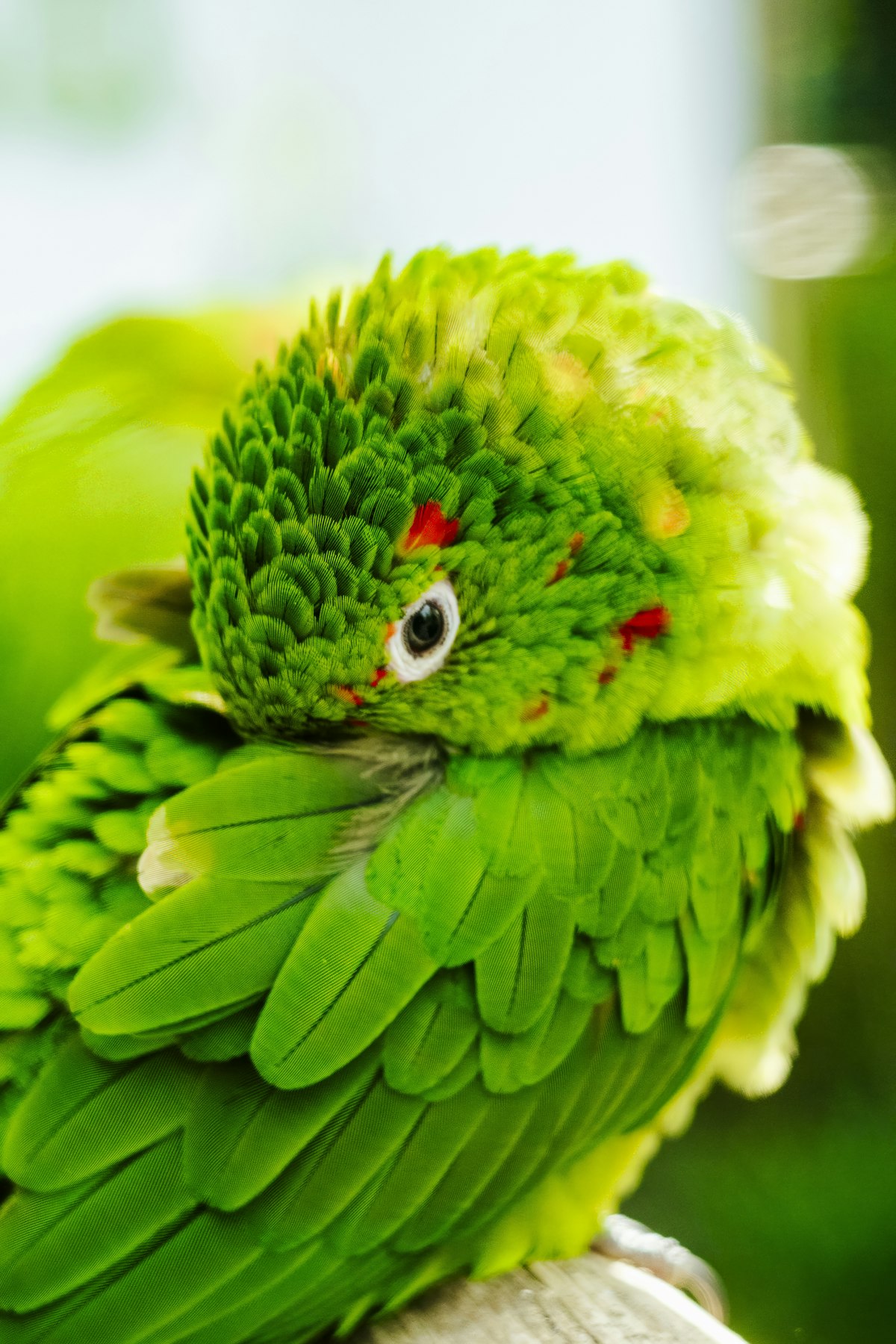 A caregiver gently handling a green parrot in Vaughan
