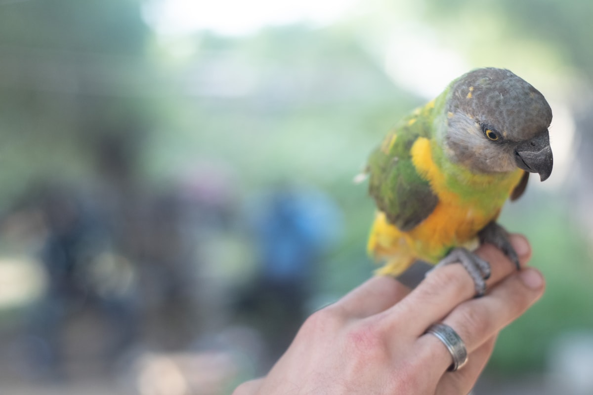 A cockatiel perching happily in a sunny Vaughan bird room